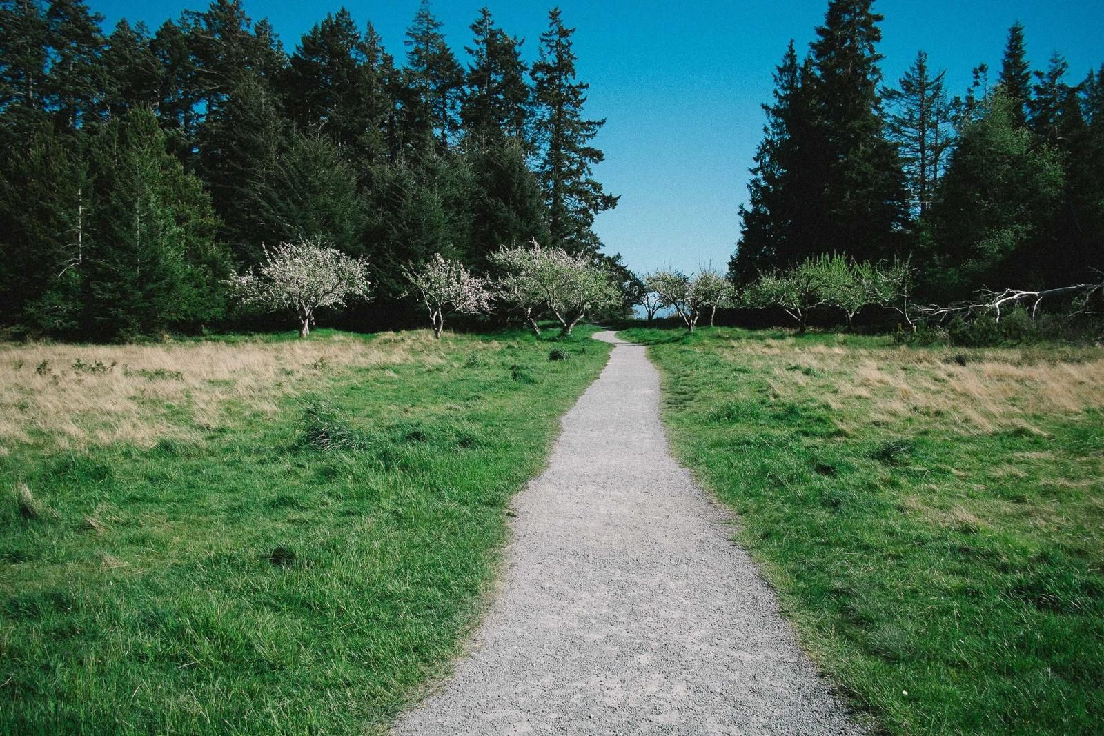緑の草地を抜ける一本の小道